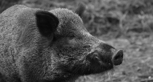 Bobigny : une boucherie halal qui vendait du porc fermée en urgence