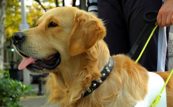 Le chien est-il impur en islam ? Non pour l'Union des mosquées de France, voici pourquoi