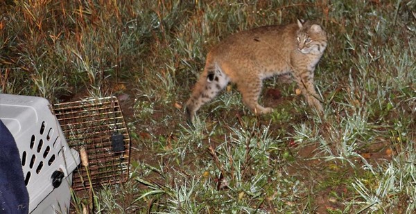 Préserver la biodiversité : plaidoyer contre le relâcher dogmatique des animaux dans la nature