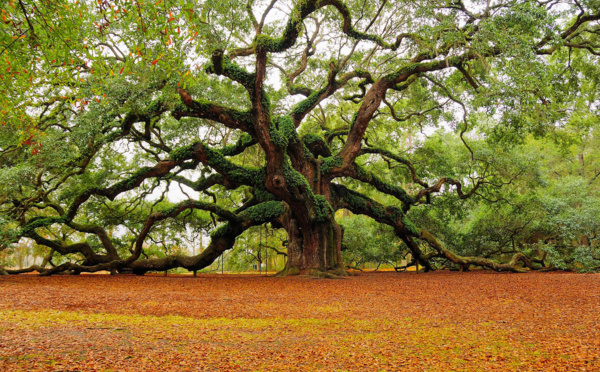 Abdessalam Yassine, un arbre bien (an)raciné