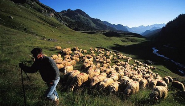 La transhumance de la vie